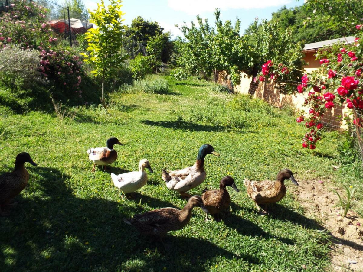 Agriturismo Frallarenza Ficulle Exteriér fotografie